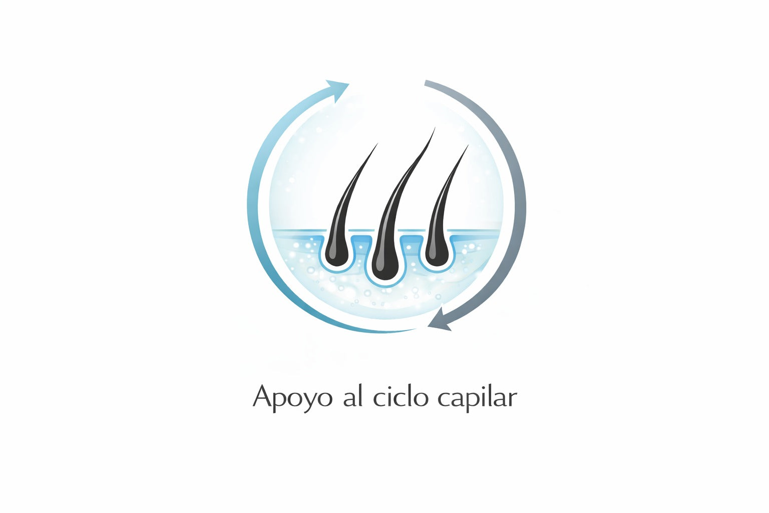 Apoyo al ciclo capilar